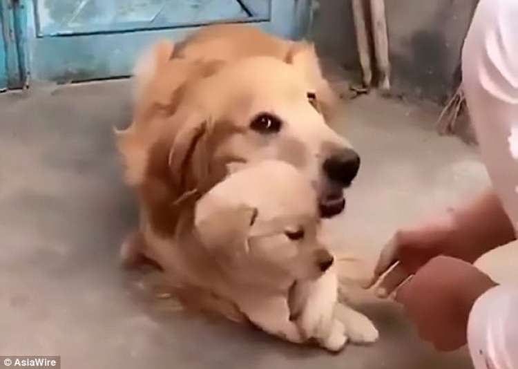 Golden Retriever no deja que le toquen su cachorro ( AsiaWire)