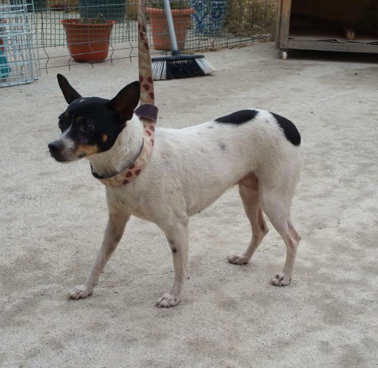Sociedad Protectora de Animales y Plantas de Granada - Perro mestizo. Lucie.