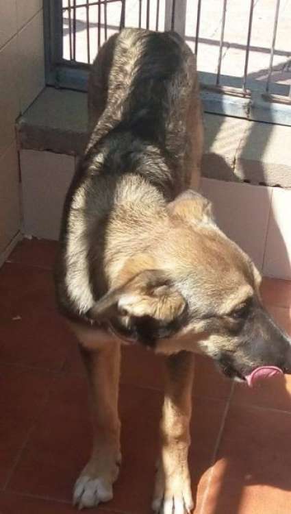 Sociedad Protectora de Animales y Plantas de ALICANTE - Perro mestizo. Alex.