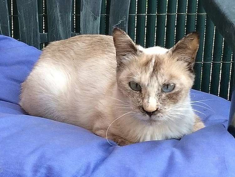 Gato mestizo. Laky. Gato en adopcion que busca casa.