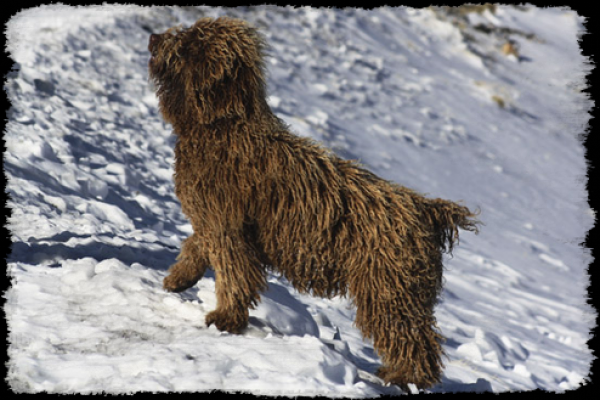 Perro de Agua Español. CH. Wark del Bolanio -Bella-