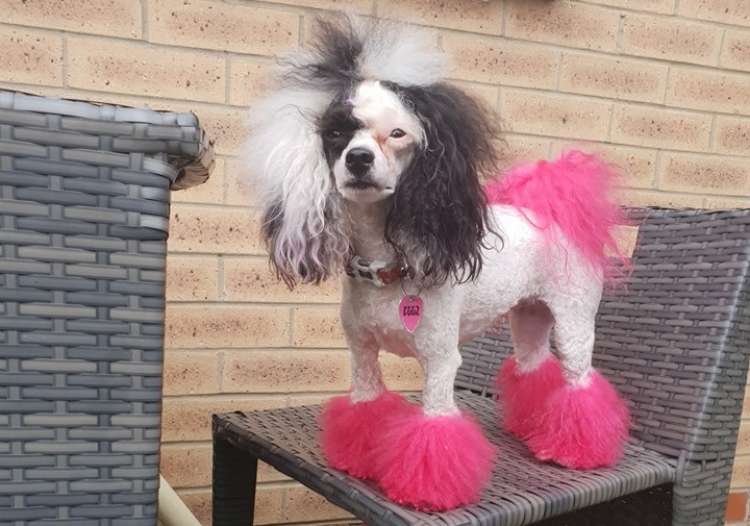 Oakwood Dog Grooming (Facebook)