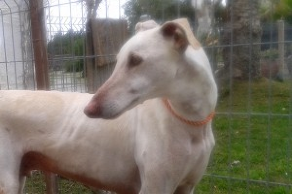 Galgo. ROMEO