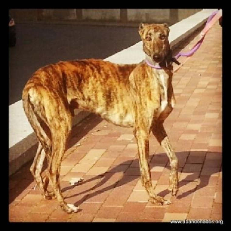 Galgo Español. Rey.  Perro en adopcion que busca casa. Galgo Español. Rey.  Perro en adopcion que busca casa.