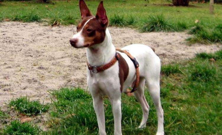 Estandar de la Raza Gos Rater Valenciá GOS RATER VALENCIÁ Estandar de la Raza Gos Rater Valenciá GOS RATER VALENCIÁ