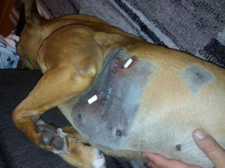 PETSmania - La perra que fue atacada por los jabalíes en Veriña    E. C.
