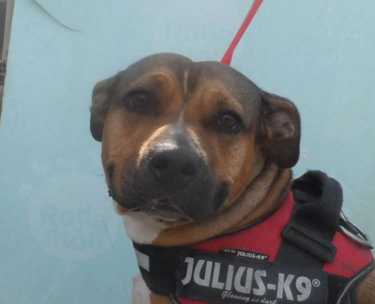 Freya. Perro en adopcion que busca casa. Freya. Perro en adopcion que busca casa.