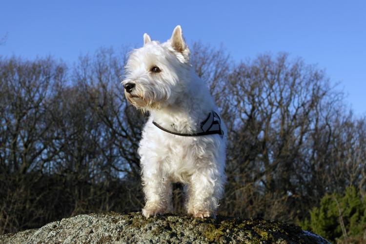 West Highland White Terrier en la naturaleza
