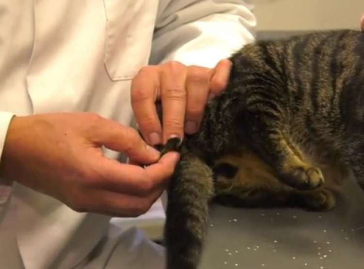 La 5ta. pata está adherida a su cola La 5ta. pata está adherida a su cola