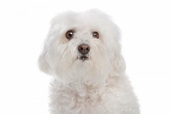 PETSmania - Bichon Boloñés. 