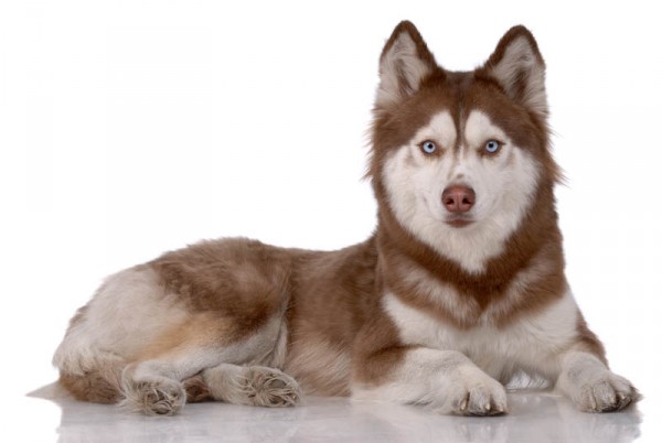 PETSmania - Husky Siberiano . 