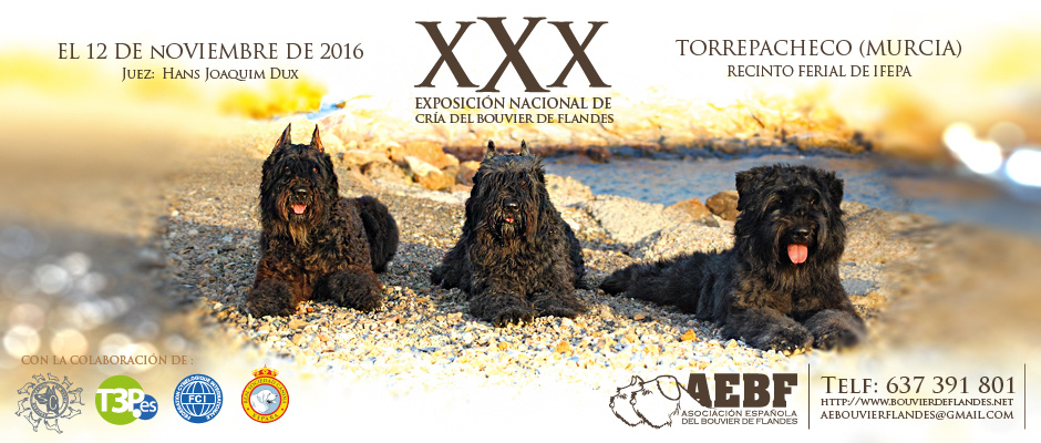 ASOCIACIÓN ESPAÑOLA DEL BOUVIER DE FLANDES - Boyero de Flandes. Belleza. XXX EXPOSICIÓN NACIONAL DE CRIA DEL BOUVIER DE FLANDES (Murcia   España)