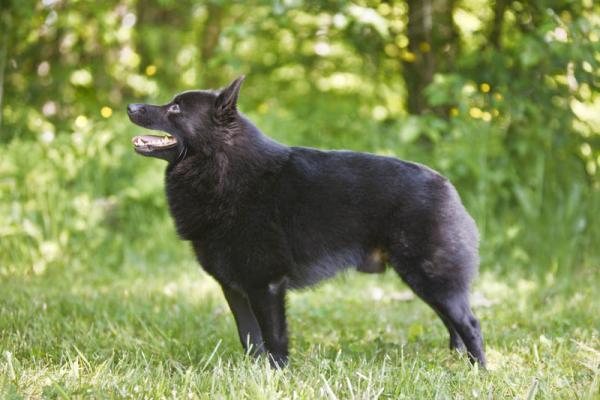 Schipperke. 