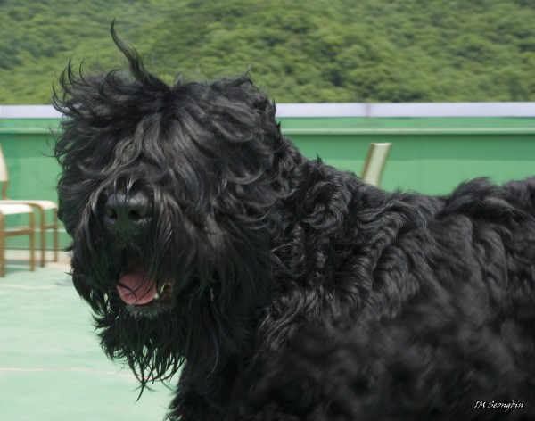PETSmania - Terrier Negro Ruso. Seongbin Im