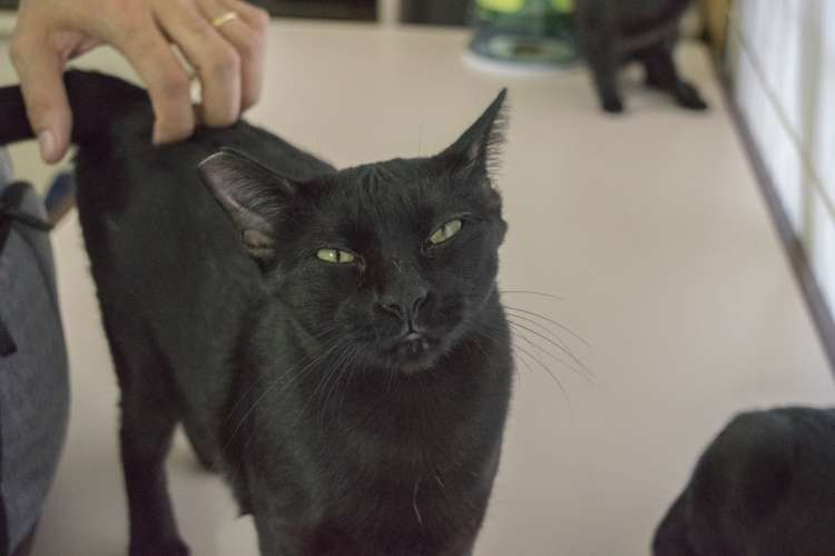 Vega. Gato en adopcion que busca casa.