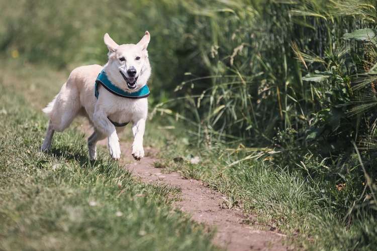 Las personas podrán correr con sus perros 5km.