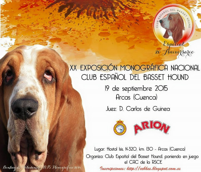 CLUB ESPAÑOL DEL BASSET HOUND - Basset Hound. Belleza. 19 09 2016 (Cuenca   España)