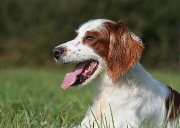 PETSmania - Setter Irlandes Rojo y Blanco. 