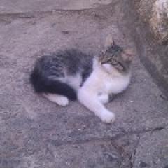 Gata encontrada. Gata encontrada.