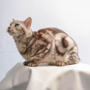 Americano de Pelo Corto. Americano de Pelo Corto.