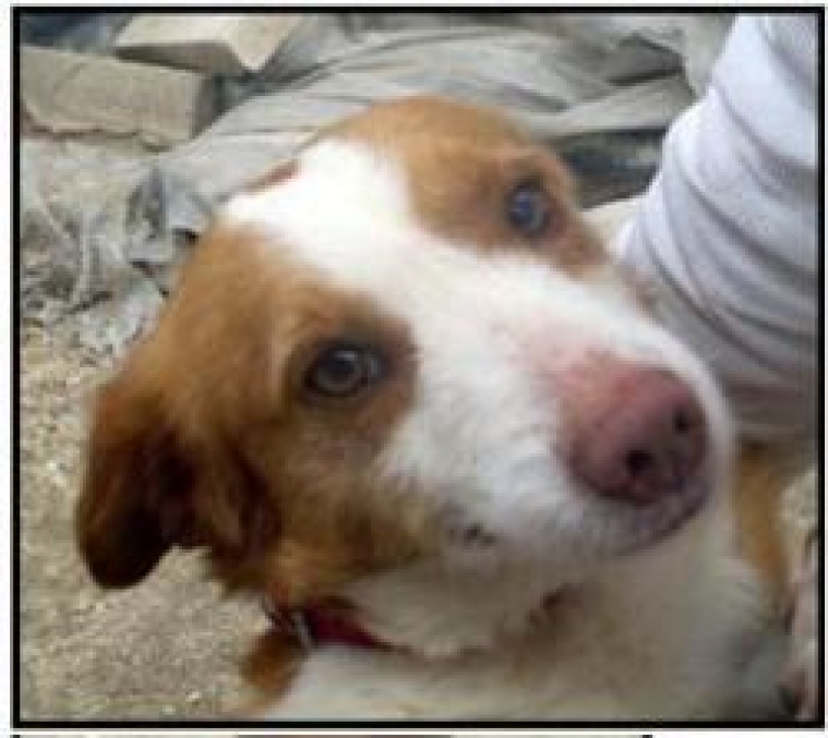 Canelito.  Perro en adopcion que busca casa. Canelito.  Perro en adopcion que busca casa.