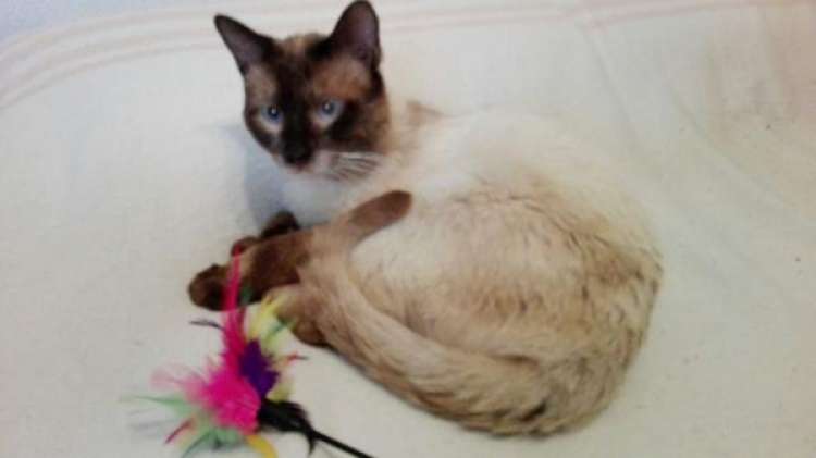 Pascualin. Pascualin.