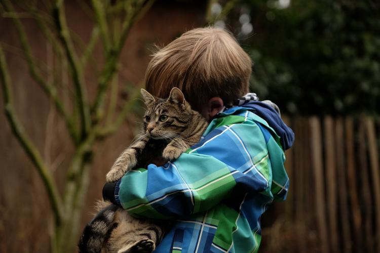 abrazar gato