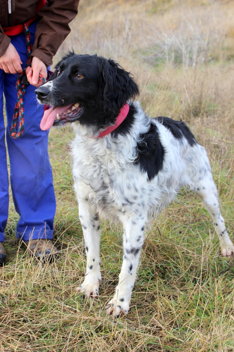 TANGO.  Perro en adopcion que busca casa. TANGO.  Perro en adopcion que busca casa.