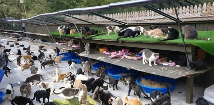300 cats