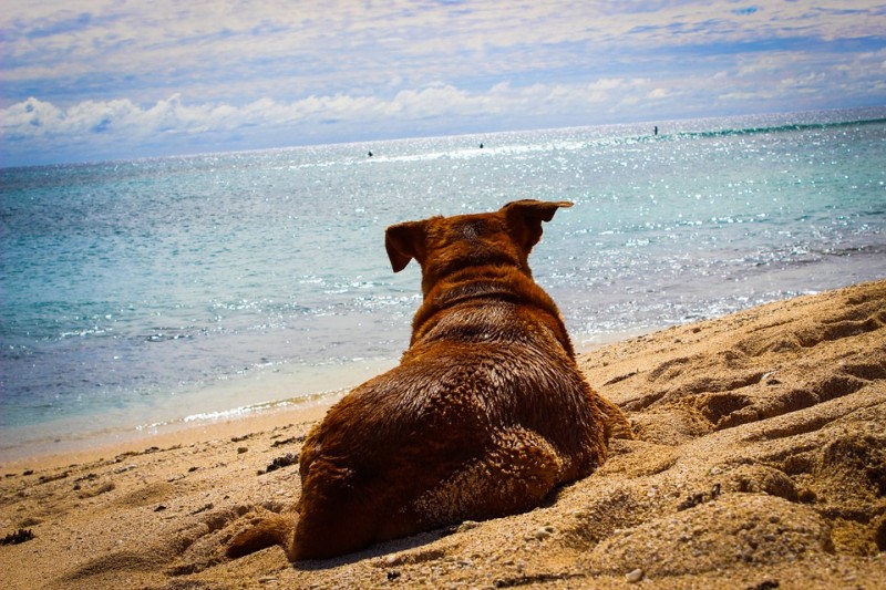 Almería no podrá contar con una playa canina este verano.