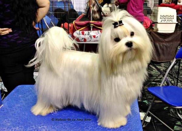 Bichón Maltés. Jr. CH. DÉJÀ VU DE LA XANA ASTUR (SHIN CHAN) Bichón Maltés. Jr. CH. DÉJÀ VU DE LA XANA ASTUR (SHIN CHAN)