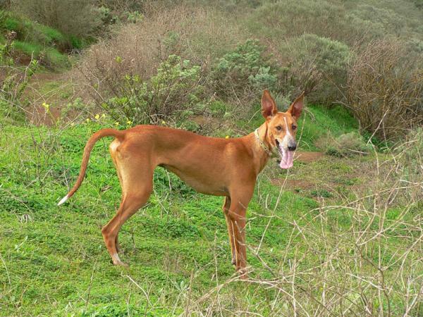 Podenco Canario. Podenco Canario.