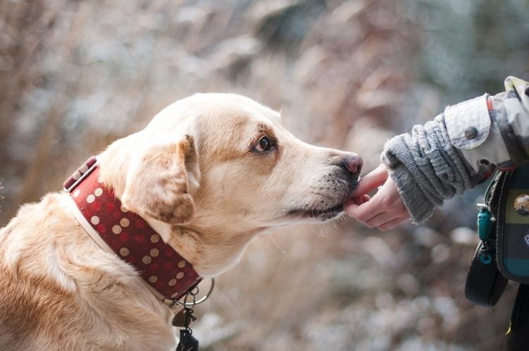 Perro comiendo de la mano