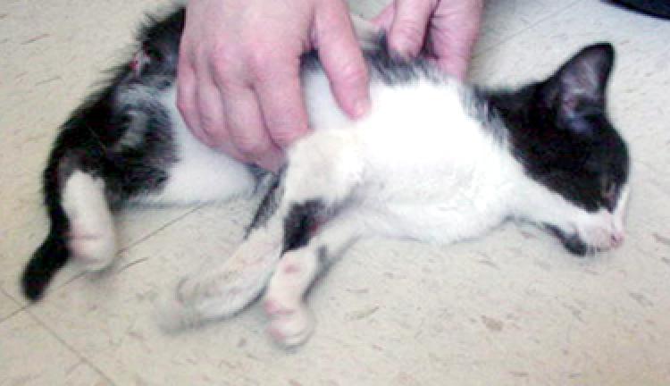 PETSmania - Gato con pierna amputada
