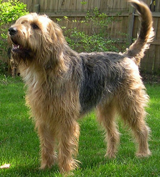 Perro de Nutria.  Perro de Nutria.
