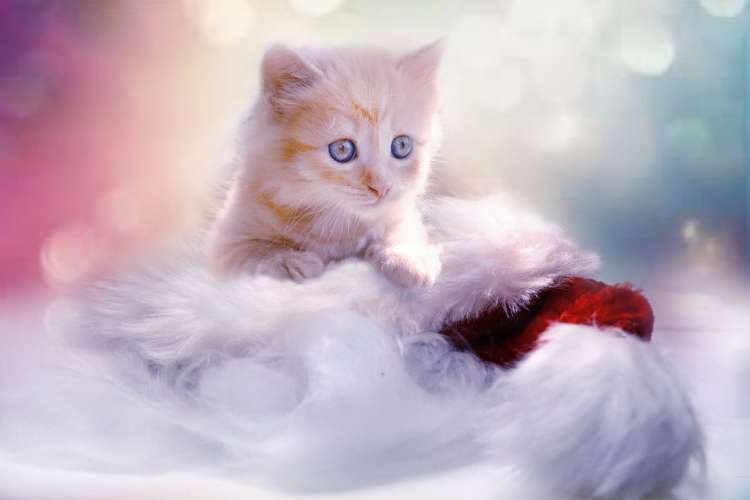 Gatito amarillo con rayas blancas