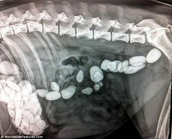 Galletas para perros