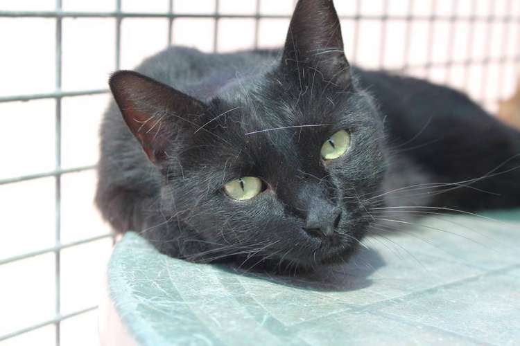 Gato mestizo. Rusia. Gato en adopcion que busca casa.