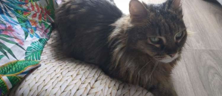 Gato mestizo. Chewbacca.