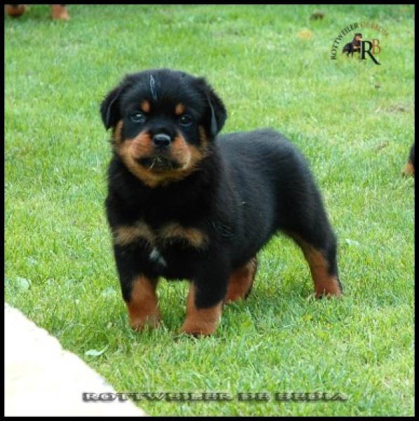 Rottweiler. LITTER Rottweiler. LITTER
