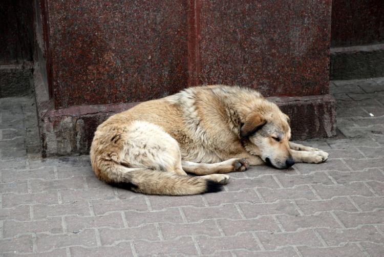 Sanciones de hasta 30.000 euros para las personas que abandonen a sus mascotas.