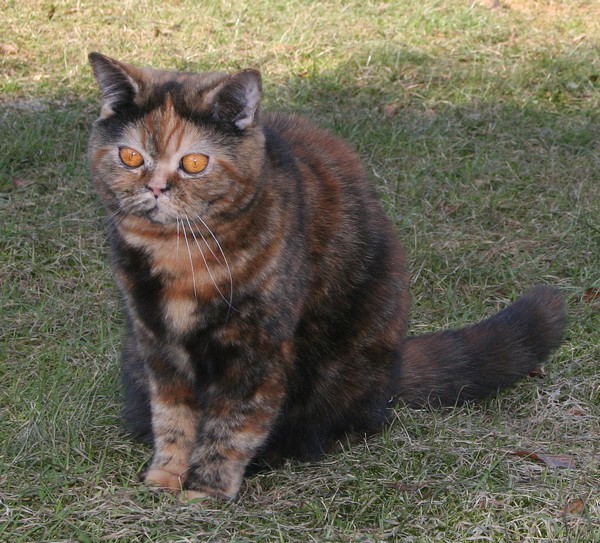 Británico de Pelo Corto. DennisChristensen Británico de Pelo Corto. DennisChristensen