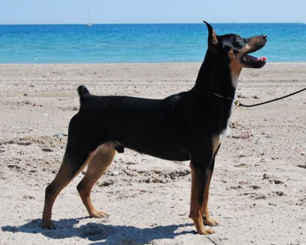 Gos Rater Valenciá. Ay Que Chelin de El Legado de los Lobos 