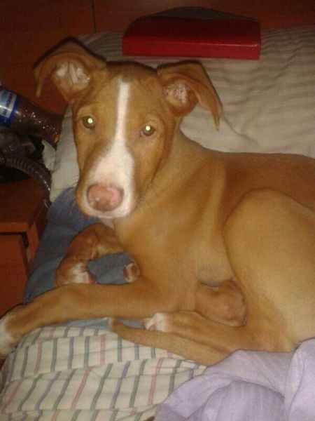 Sony.  Perro en adopcion que busca casa. Sony.  Perro en adopcion que busca casa.