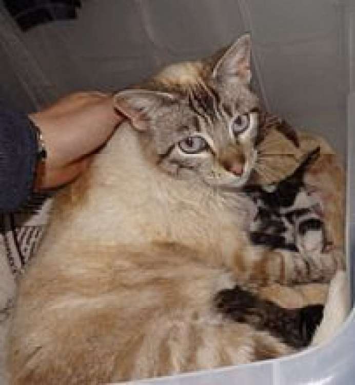 Blanquita. Gato en adopcion que busca casa.