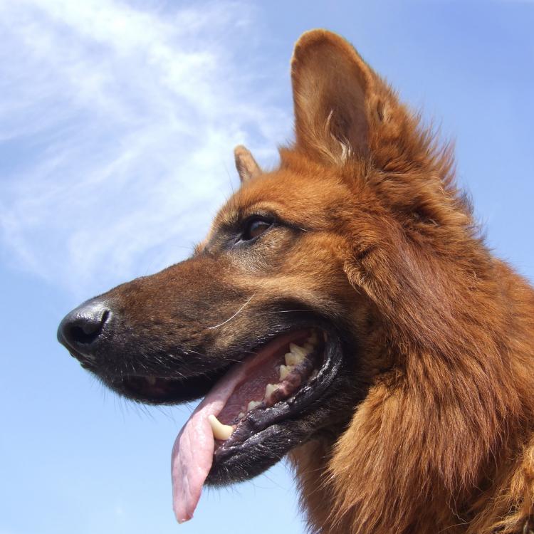 PETSmania - Detalle del hocico de un Pastor Alemán