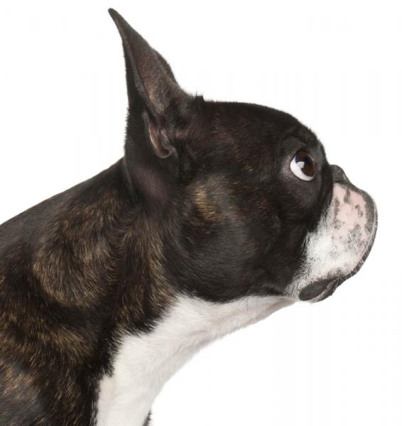 PETSmania - Boston Terrier. 