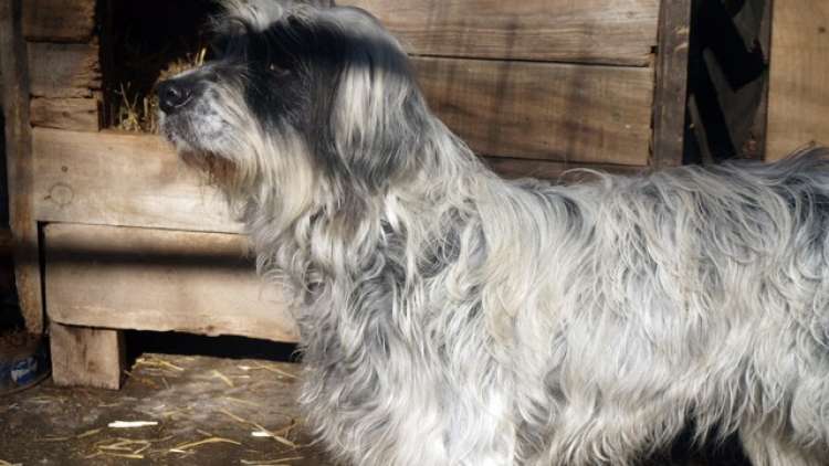 Nieves. Perro en adopcion que busca casa.