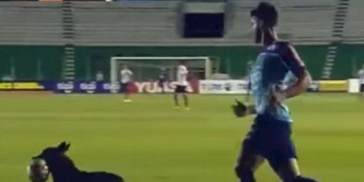 Perro interrumpe juego de fútbol en Bolivia