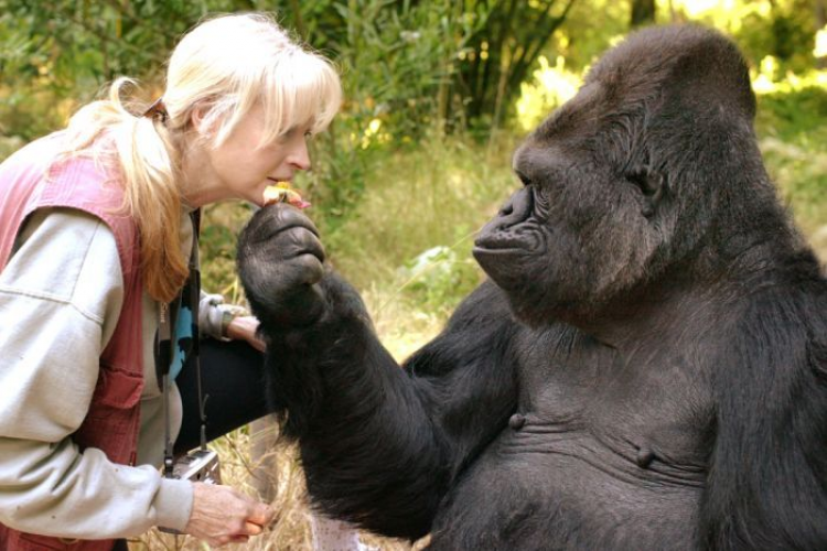 Koko  con su maestra y amiga de toda la vida  la Dra. Francine Patterson. (Cortesía de Koko.org The Gorilla Foundation)